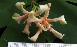 Wrightia-arborea-Wrightia-tomentosa-southern-ThailandTF-35