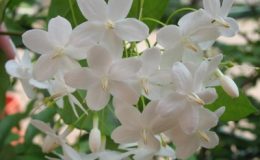 Wrightia-religiosa-single-flower-14