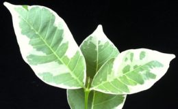 Wrightia-sirikitiae-albomarginata-graftedTF-75-