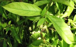 Wrightia-sp-yellow-flower-26-