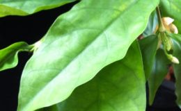 Wrightia-sp.pale-orange-and-small-flower-Thailand-TF-35-