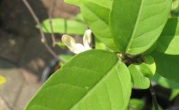 Wrightia-sp.peach-flower-Malaysia-30-