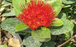Xanthostemon-Youngii-round-leafEP-TF-26