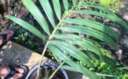 actinokentia-divaricata-75
