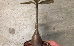 adenium socotranum seeds 100-125