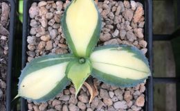 agave Rum Runner 80