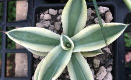 agave Super Crown 75