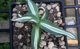 agave desmettiana galactic white mediopicta 100