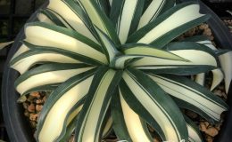 agave desmettiana galactic white mediopicta