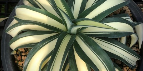 agave desmettiana galactic white mediopicta