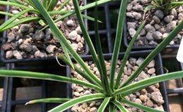 agave geminiflora Leaping Lizards 50