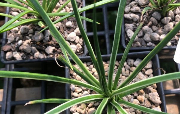 agave geminiflora Leaping Lizards 50