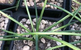 agave geminiflora mediopicta 120