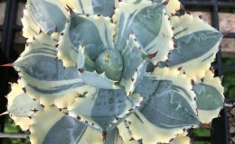 agave isthmensis kabutogani marginata
