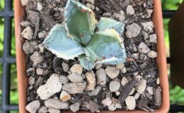 agave isthmensis kabutogani marginata 75