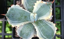 agave isthmensis kabutogani marginata 90