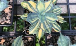 agave isthmensis striata 100