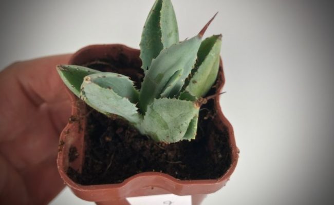 agave potatorum cv Cubic #2
