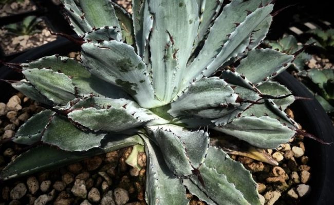 agave potatorum cv Cubic пример взрослого растения