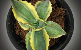agave verschaffeltii marginata 55