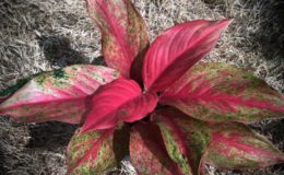 aglaonema Red Moon 35