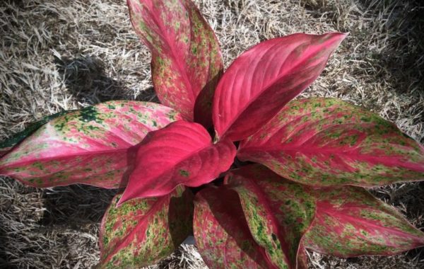 aglaonema Red Moon 35