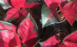aglaonema Suk Som 45