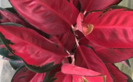 aglaonema Suk Som 45