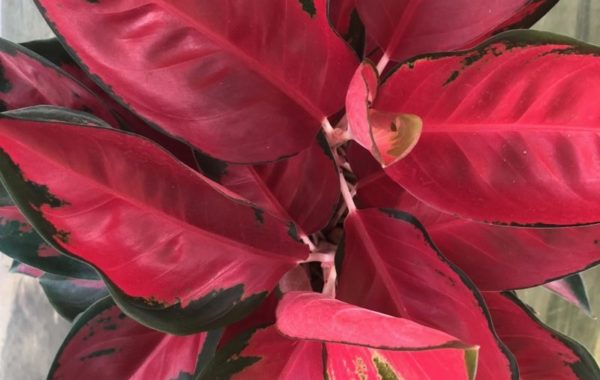 aglaonema Suk Som 45