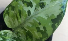 aglaonema pictum tricolor silver center 100