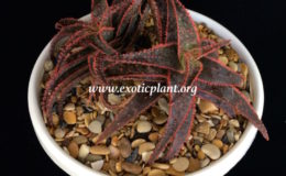 aloe-cv-Christmas-Carol