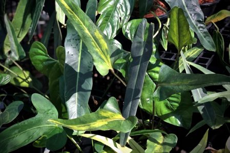 Anthurium / Антуриум, каталог