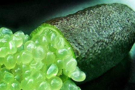 Australian finger lime / Австралийский пальчиковый лайм