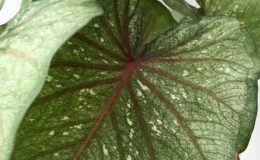 caladium-1-20