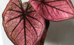 caladium-10-20-