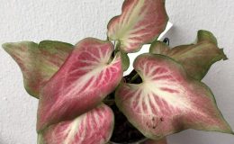 caladium-11-20