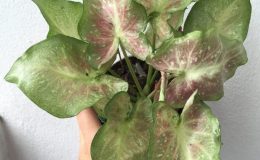 caladium-12-20