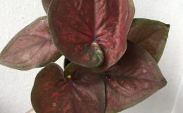 caladium-14-20