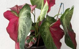 caladium-15-20