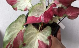 caladium-16-20