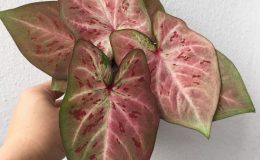 caladium-17-20