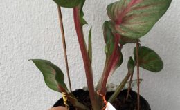 caladium-18-20