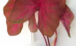 caladium-19-Super-Pink-20