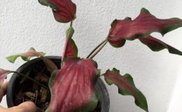 caladium-2-20