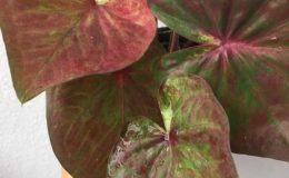 caladium-20-20