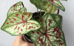 caladium-21-20