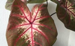 caladium-3-20