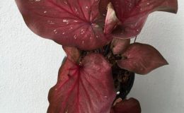 caladium-4-20-