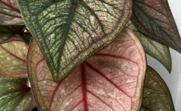 caladium-5-20-
