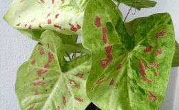 caladium-6-20